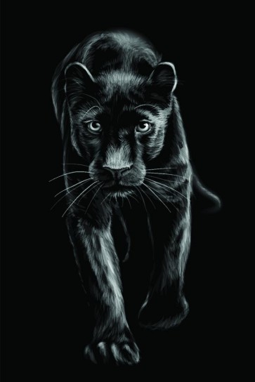 Panther - Black Cat Cub