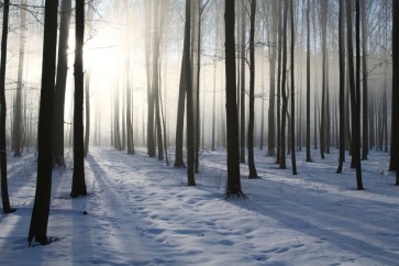 Romeo Delogu - Winter Sunrise In Forest II