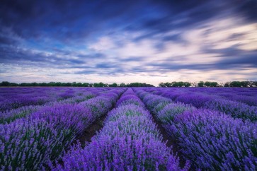 Matt Roots - Lavender Field - Evening