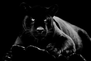 Panther - Black Stare