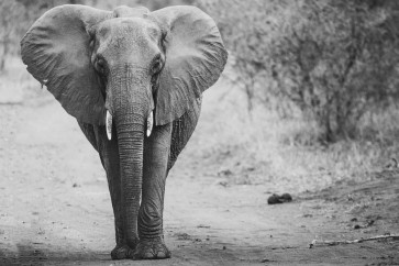 Elephant - Lone Walk