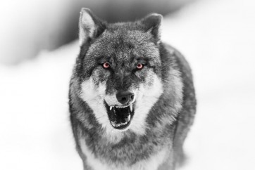 Wolf - Savage - Annoyed