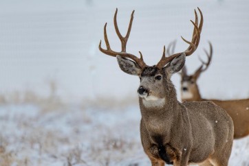 Deer - In Snowy Fields
