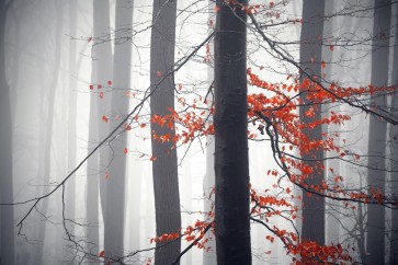 Melisende Perrin - Autumn Forest - Bloody Leaves II