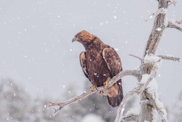 Bird - Chilling On Snowy Branch
