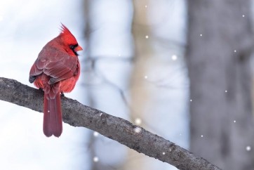 Bird - Cardinal On Tree Witih Snowy Background