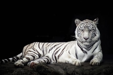 Tiger - Bleached Bengal - White Out of the Dark II
