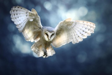 Owl - Flying High