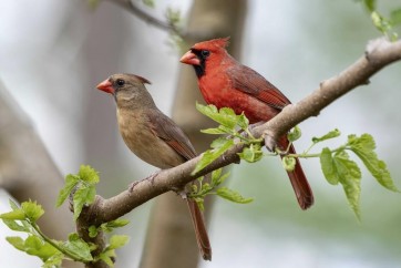 Bird - Cardinal Couple Having A Moment