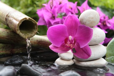 Omar Olavie - Water Source With Orchids