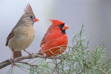 Bird -  Northern Cardinal Couple Sitting On Pine Branch