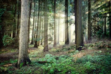 Romeo Delogu - Spring Sunrise In Forest III