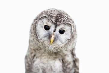 Owl - Nice Encounter