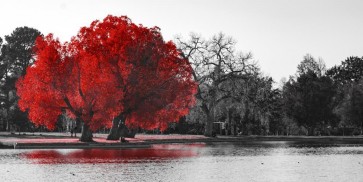 Karina Zampini - Lone Tree In Red V