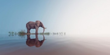 Elephant - Look Ahead