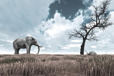 Elephant - Staring Contest - Colorized