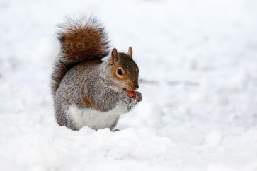 Squirrel - Having A Snack