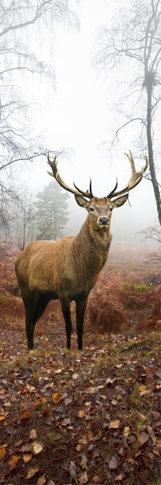 Deer - In The Wild