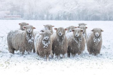 Sheep - On Winter Field