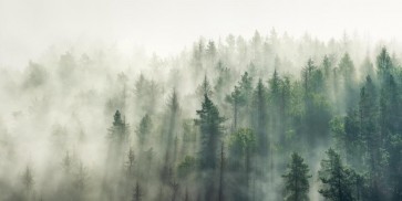 Roderick Nichols - Pine Forest - Misty Day