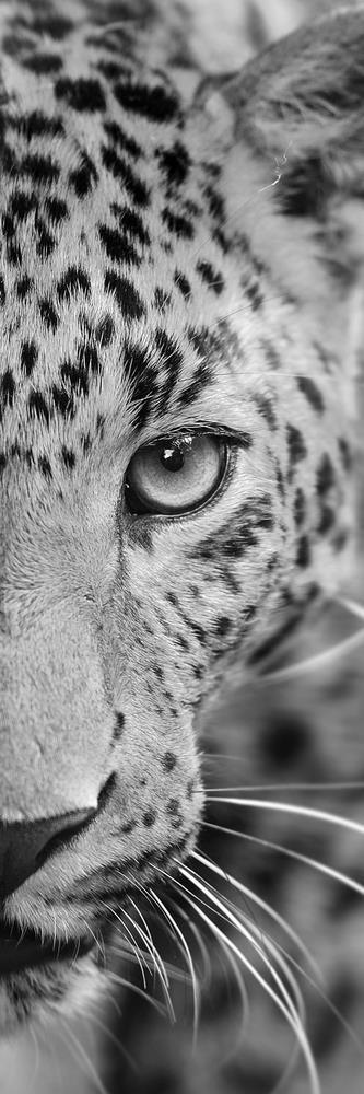 Leopard - Two Faces
