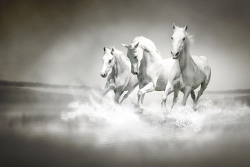 Running Horses - Black and White