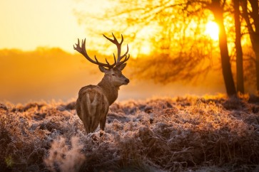 Caribou - Deer Sunset