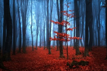 Brian Kurts - Red Forest at Dusk
