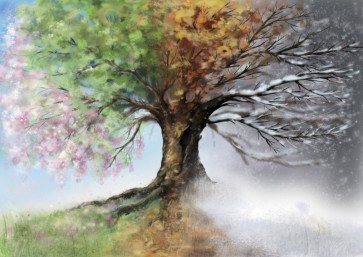 Tree - 4 Seasons