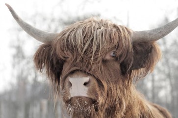 Cow - Frosty Irish Bovine