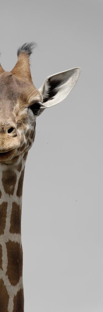 Giraffe - Two Faces