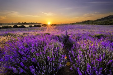 Matt Roots - Lavender Field At Dusk