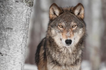 Wolf - Near Birch Tree 