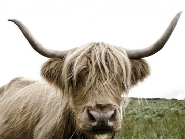 Highland Cow - Meadow