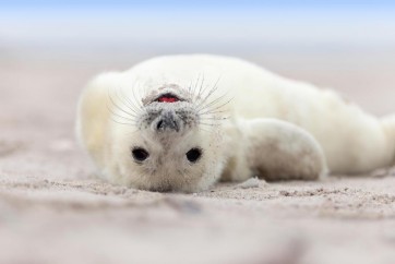 Seal - Having A Bath