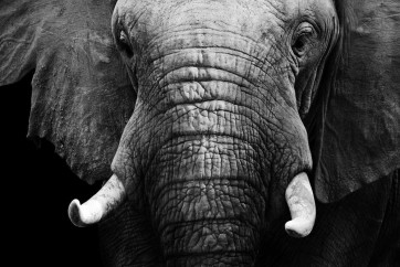 Elephant - Serene Look
