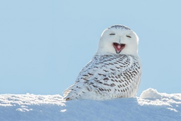 Owl - Having A Laugh On Snow
