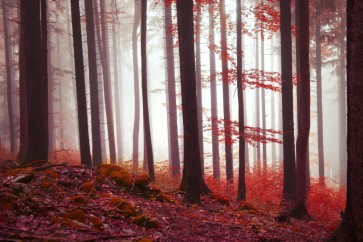 Brian Kurts - Fall Sunrise In Forest III