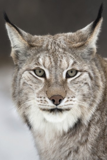 Lynx - Cold Feline