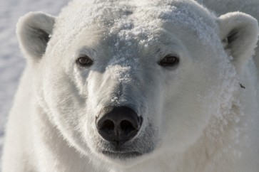 Polar Bear - Good Morning