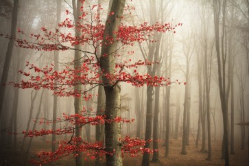 Romeo Delogu - Foggy Fall Sunrise In Forest