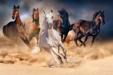 Horses - Running