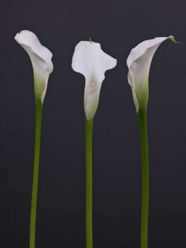 Assaf Frank - Three Calla Lily flowers