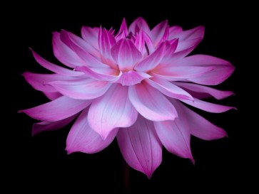 Assaf Frank - Dahlia Flower
