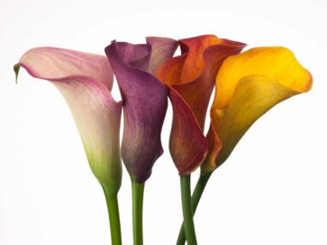 Assaf Frank - Four calla lilies
