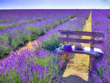 Assaf Frank - Bench in Lavender field