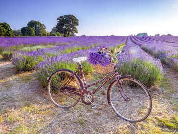 Assaf Frank - Bicycle with flowers in a Lavender field