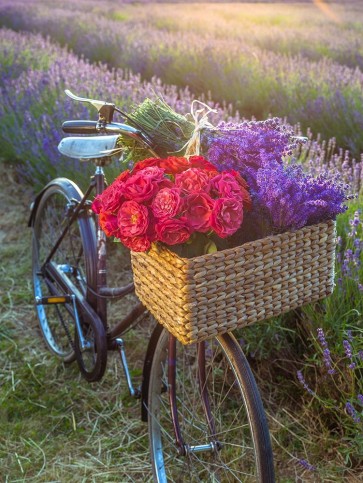 Assaf Frank - Basket of flowers on a bicycle