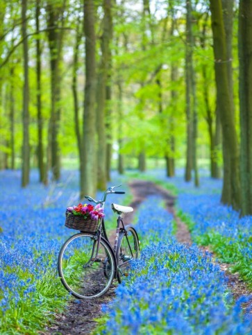 Assaf Frank - Bicycle in spring forest