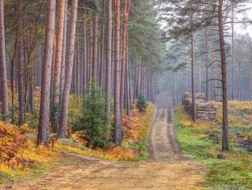 Assaf Frank - Road through Autumn forest